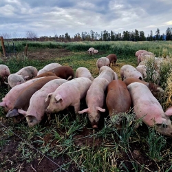FoxRidge Pigs in field